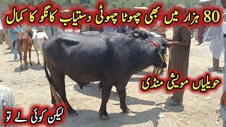 Beautiful 2 Teeth Buffaloes Latest Prices On Havelian Maweshi Mandi By My Life Channel [upl. by Ycart]