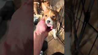 Basenji Puppies Blessing  Benjamin Litter [upl. by Libbna]