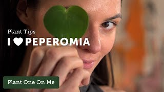 PEPEROMIA Care Tips — Ep 096 [upl. by Mroz231]