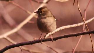 Chaffinch Fringilla Coelebs ♀  Buchfink 02 [upl. by Lubin]