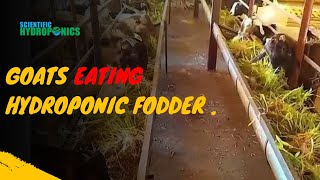 Ashwin Sawant  Goats Eating Hydroponic Fodder [upl. by Kurman48]