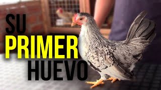 el PRIMER HUEVO de mi GALLINA KIKIRIKI  2021  KIKIRIKIS PERU 🐔 [upl. by Satsoc]