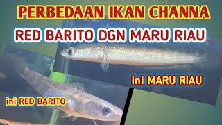 CARA MEMBEDAKAN IKAN CHANNA RED BARITO DENGAN CHANNA MARU RIAU [upl. by Rabelais]