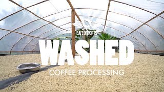 Washed Coffee Processing [upl. by Ajile]