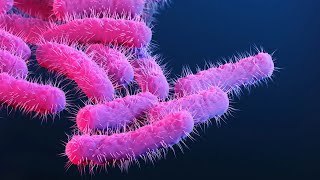 Learn about Shigellosis and its Medical Implications 3 Minutes [upl. by Enneyehc]