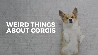 Weird Things That Corgis Do • Corgi Ownership [upl. by Hoj]