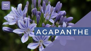 LAgapanthe  Découvrez la Beauté Élégante de cette Plante Florale [upl. by Daitzman]