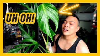 whats happening to my monstera burle marx flame 😮 plant chores 🌱 indoor houseplant care amp repot 💚 [upl. by Soneson]