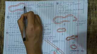 Jaundice explained  PART1  Production of Bilirubin  Rbc breakdown in 120 days [upl. by Cello]