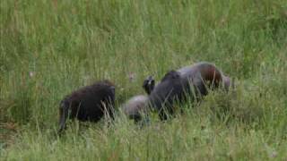 Facetoface copulation in wild gorillas [upl. by Hachmin]