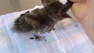 Feeding Baby Figbird [upl. by Kath]