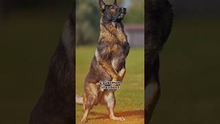 Top 10 Popular Dogs Breed All Over World top shorts story reels breeder dog puppy trending [upl. by Currey]