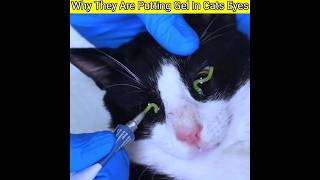 💥💥Why They Are Putting Gel In Cats Eyes shotrs JSFacts [upl. by Zug668]