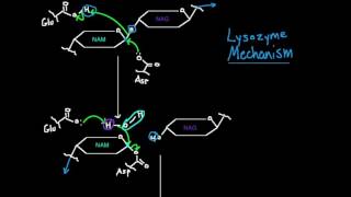 Lysozyme Mechanism [upl. by Illom]