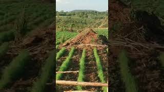 How to plant chloris gayana or Rhodes grass  nutritional value and importance0762675929 [upl. by Annahsohs]