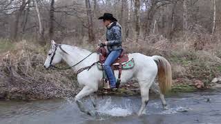 REGISTERED AQHA GRAY MARE HANDY BROKE ROPES TRAIL RIDES SUPER HANDY AND ATHLETIC [upl. by Elianore]