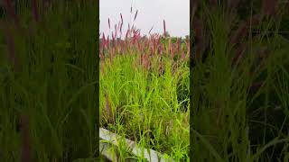 Pennisetum pedicellatum  Desho Grass  nature plants travel wildlife relaxing kanniyakumari [upl. by Nydroj219]