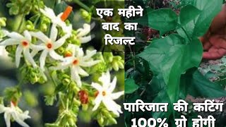 पारिजात की कलम parijat ka pedharsingarnight Jasmin treeparijat gamle meinlive Up Life [upl. by Adaline]