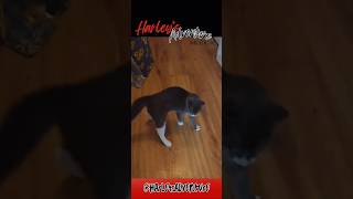 Harley Cat Hop Walk HarleysAdventure hopping kittyantics funnykitty [upl. by Katie912]