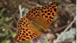 Le Tabac d’Espagne Argynnis paphia L [upl. by Cilegna]