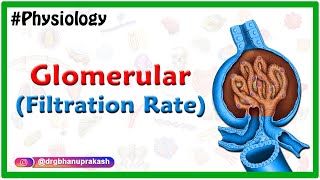 Glomerular filtration rate  Usmle Renal Physiology Animations [upl. by Neyuq]