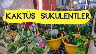 Medinilla Sukulent Kaktüs ve Aloe Türlerimiz Satışa Hazır [upl. by Maier]