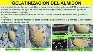 Hidrólisis enzimática del almidón por la saliva [upl. by Alurd]