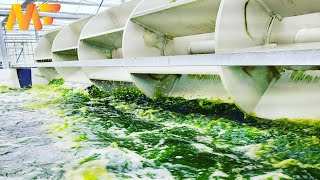 Microalgae Cultivation Technology । Modern Spirulina Harvesting amp Processing Factory Modern Farm➤88 [upl. by Batory]