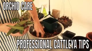 Repotting Potting Up and Transplanting Cattleya Orchids  A StepbyStep Tutorial [upl. by Arv]