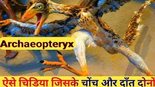 archaeopteryx in hindi rchaeopteryx fossil archaeopteryx meaningarchaeopteryx characteristics [upl. by Aimo]