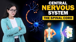 Central Nervous System  Cerebrum  Cerebellum  The Spinal Cord  Class 8 ICSE  Biology [upl. by Sitto]