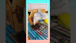 Birds viral shorts😱💪budgies birds music animals trending parrot parakeet animals petshorts [upl. by Aracahs]