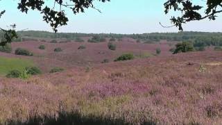 NETHERLANDS summer in national park quotVeluwezoomquot hdvideo [upl. by Hanej]