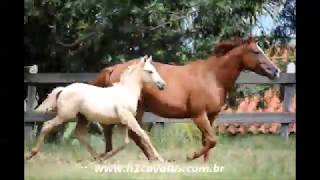 Fantastica Fast CHP quarto de milha a venda no N1 Cavalos  wwwn1cavaloscombr [upl. by Llenrahc]