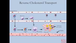 Lipids and Lipoproteins  Part 4 Reverse Cholesterol Transport Pathway [upl. by Aleda997]