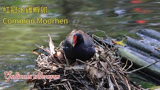 【4K】紅冠水雞孵卵 Common Moorhen Hatching eggsGallinula chloropus [upl. by Nylahsoj]