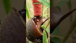 Don’t Touch Apple Snail Pink Eggs They Could Be Dangerous 😱facts shorts applesnail viralvideo [upl. by Ahsiener]