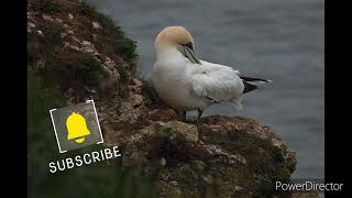 WILD LIFE AT RSPB BEMPTON CLIFFS nature seabirds [upl. by Htelimay]