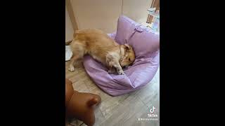 Why the Tofu Sofa is the World’s Best Furniture… for Dogs funny puppy [upl. by Erleena325]