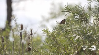 Buckley Space Force Base joins effort to preserve habitat important to migrating monarch butterflies [upl. by Krahmer]