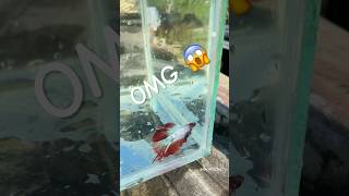 catching the betta fish bettafishtank bettafish fish samofficail aquarium guppy [upl. by Ashling]