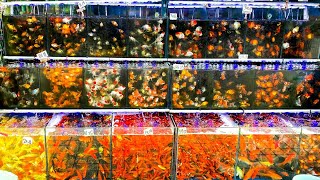 1 MILLION FISH at This Goldfish Market [upl. by Levitus237]