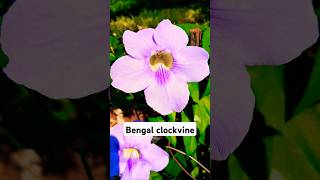 Thunbergia Grandiflora popularly known as the Bengal Clockvine [upl. by Shanleigh]