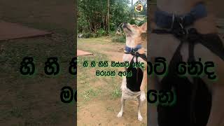 ඩෙසර්ට් එකට මාරිද  🐶🍪 shorts chooty [upl. by Audwin]