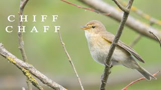 Bird sounds Chiffchaff chirping in spring [upl. by God]