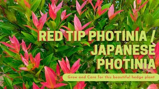 Red Tip PhotiniaJapanese Photonia  Ideal for landscape and hedges  Growth and Care [upl. by Giarla]