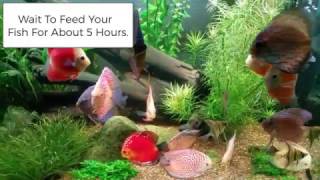 Acclimating Tropical Fish From Wattley Discus [upl. by Reamy]