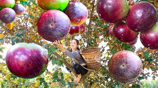 Harvesting Purple Star Apple  A Fuit Also Known As Purple Sunset  Goes To The Market Sell [upl. by Yna]