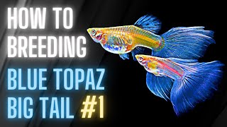 Guppy Fish Care  How to Breeding Guppies  Blue Topaz Big Tail Day 1 [upl. by Brande]