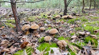 Maślak pstry Suillus variegatus [upl. by Wiles]